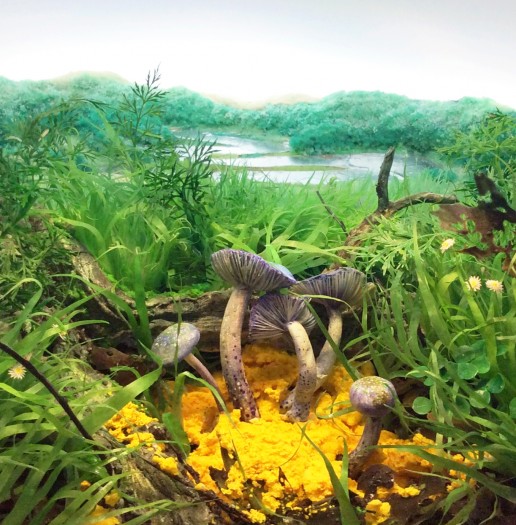 Yellow Slime Mold with Blue Pinkgills, 2015
